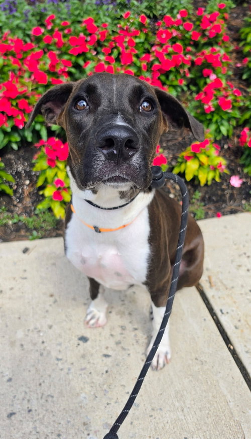 Latte GCH, an adoptable Hound in Rockaway, NJ