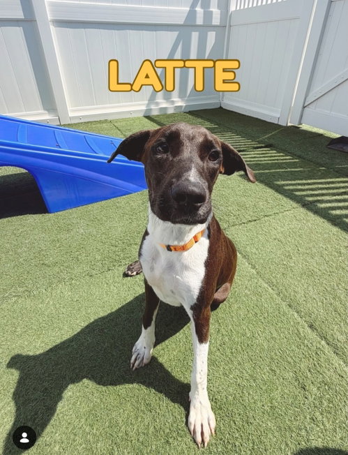 Latte Gch photo 5