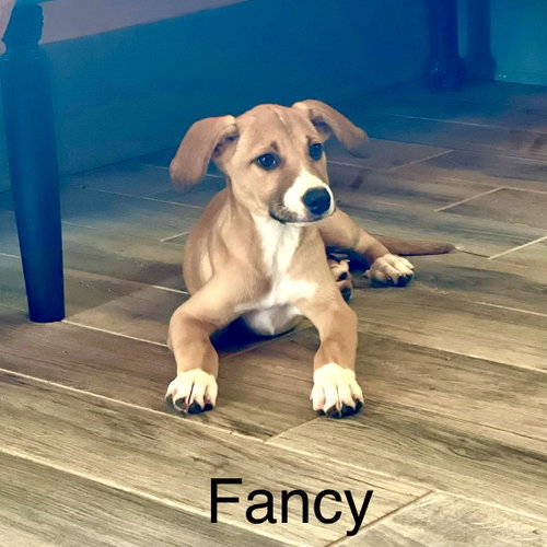 Fancy Lonestar