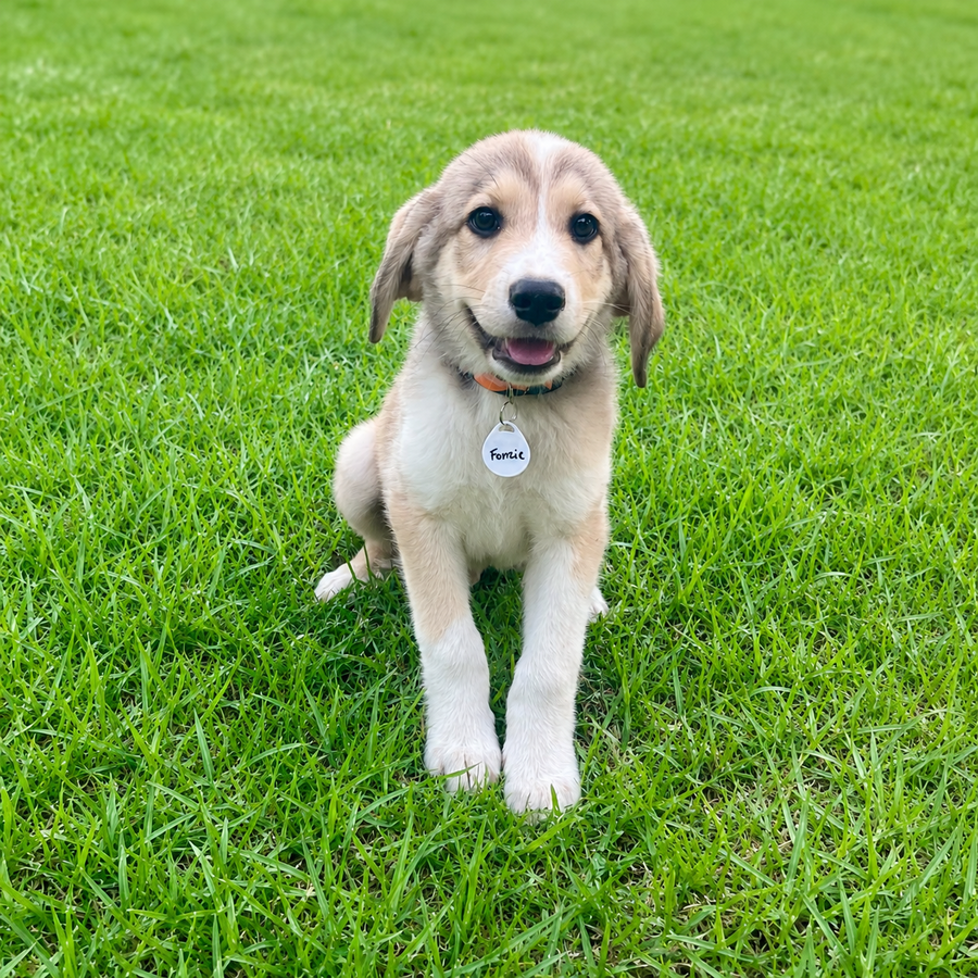 Fonzie Lonestar