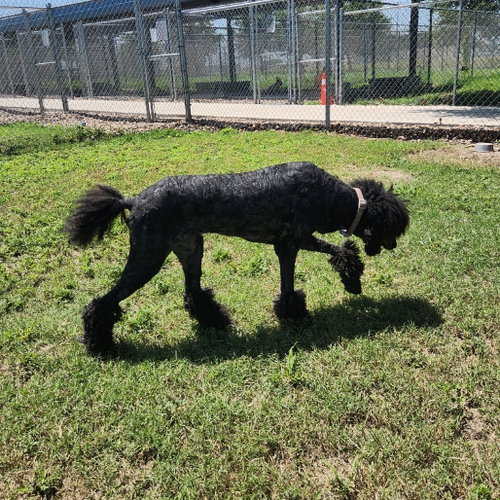 Marley Gch photo 7