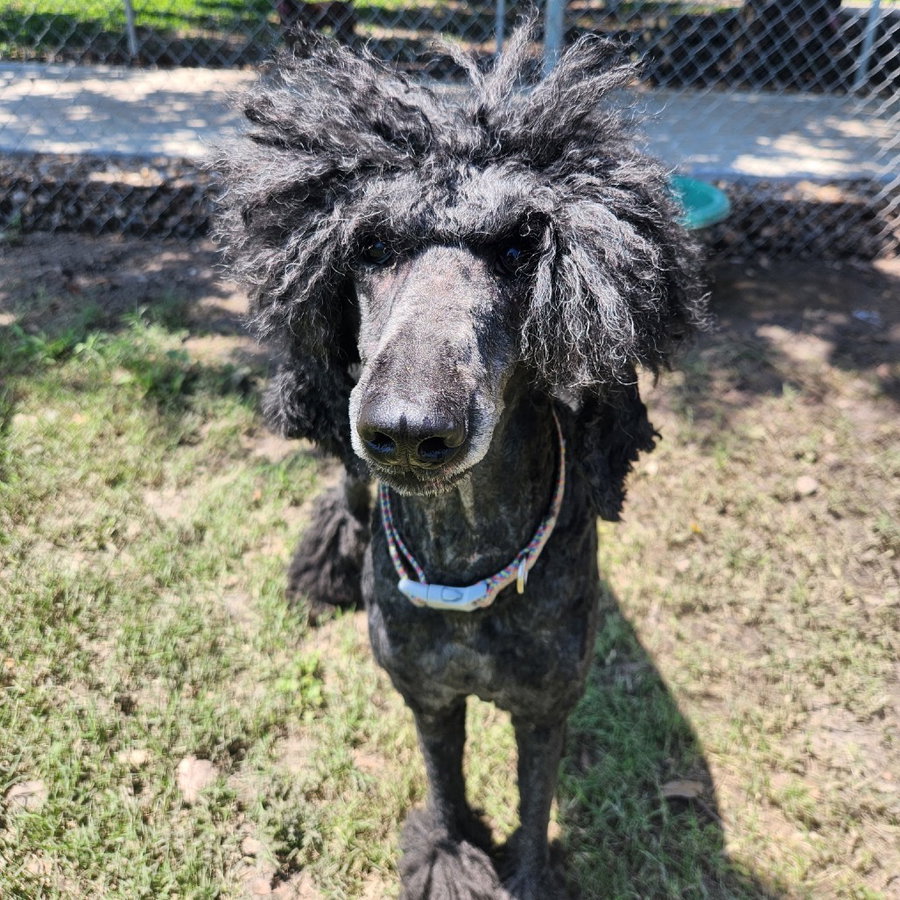 Marley GCH