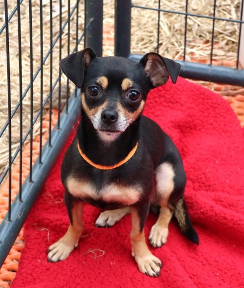 Bobbin Athens, an adoptable Chihuahua in Rockaway, NJ