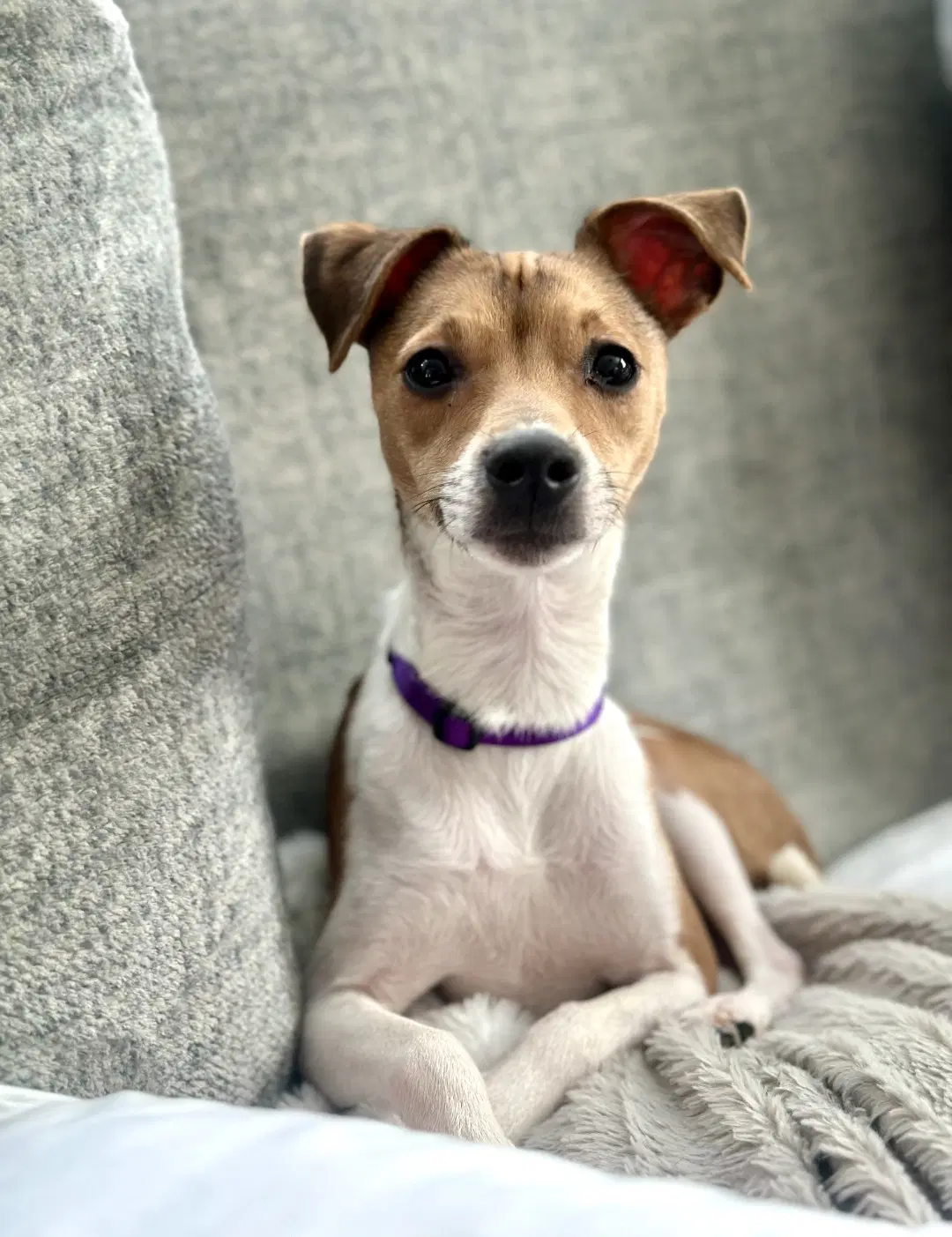 Lima Sussex - Jack Russell Terrier