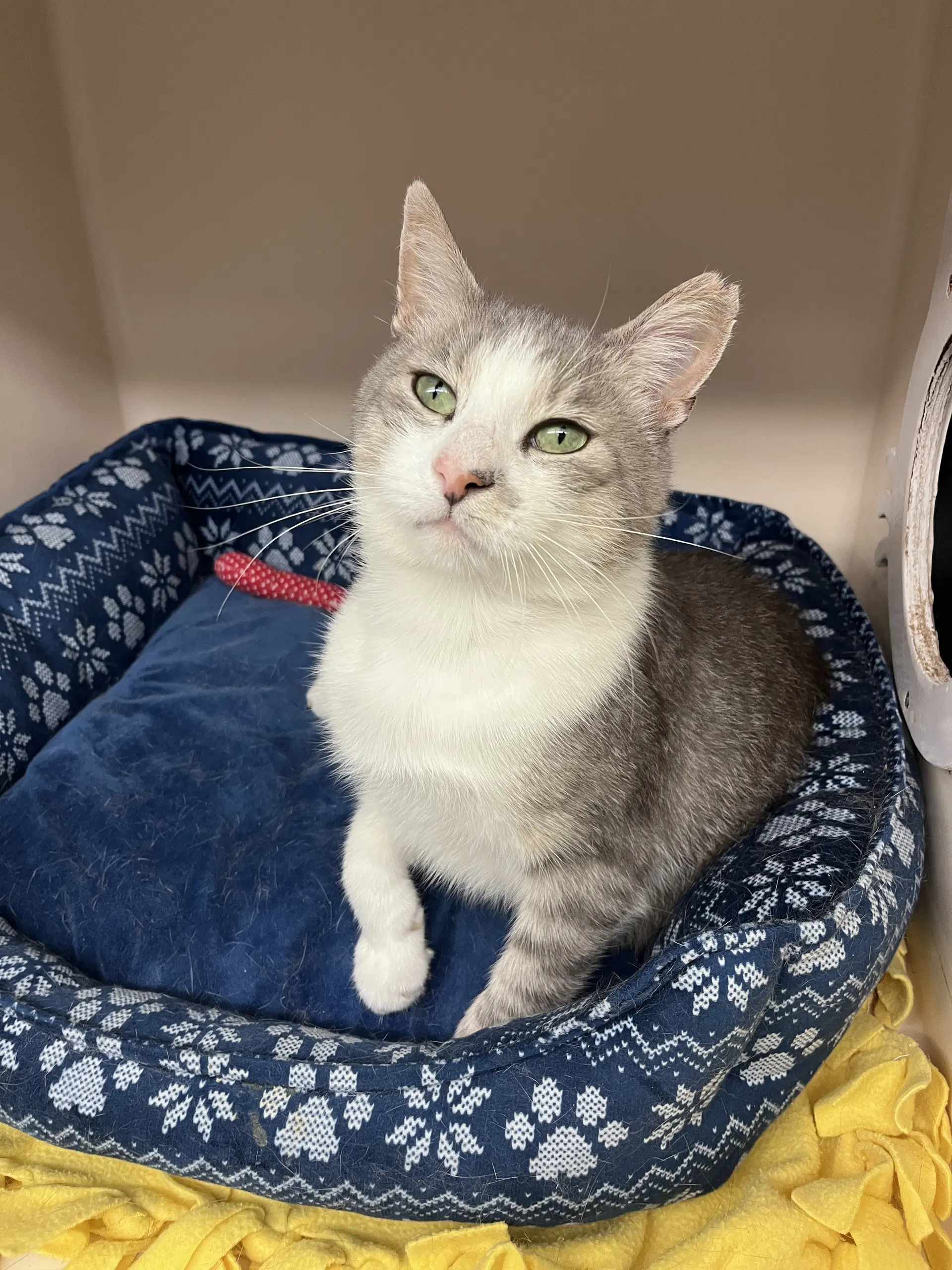 Asteroid Rps - Domestic Short Hair