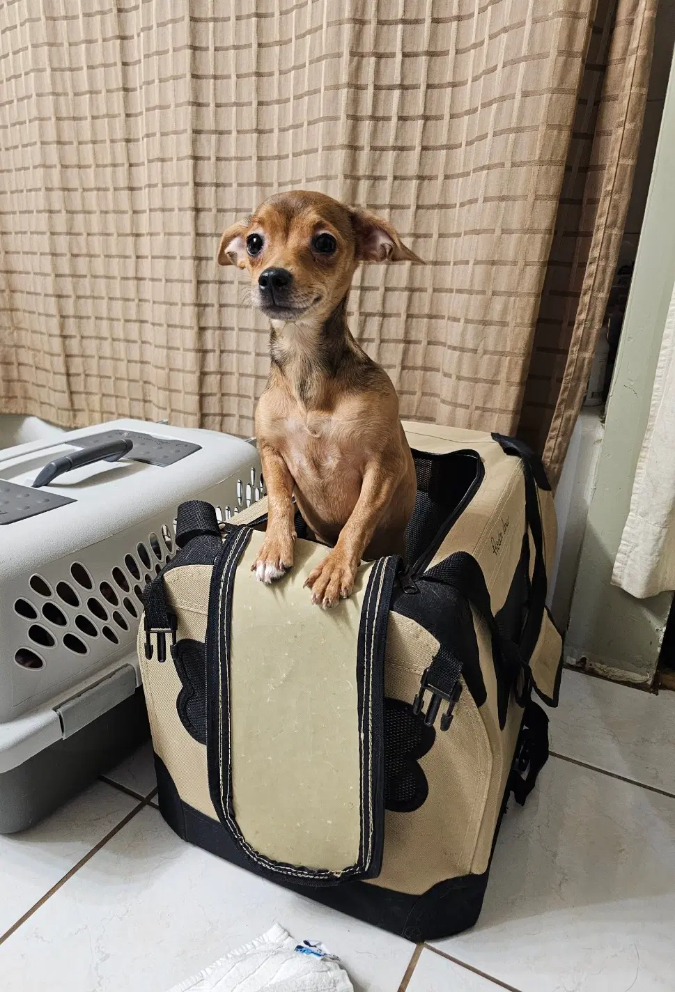 Hero Sussex - Chihuahua