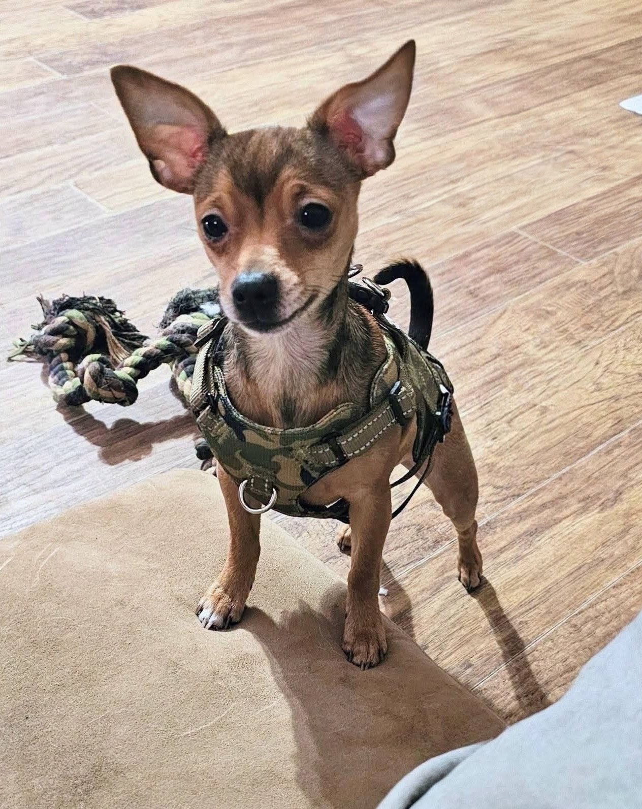 Hero Sussex, dog