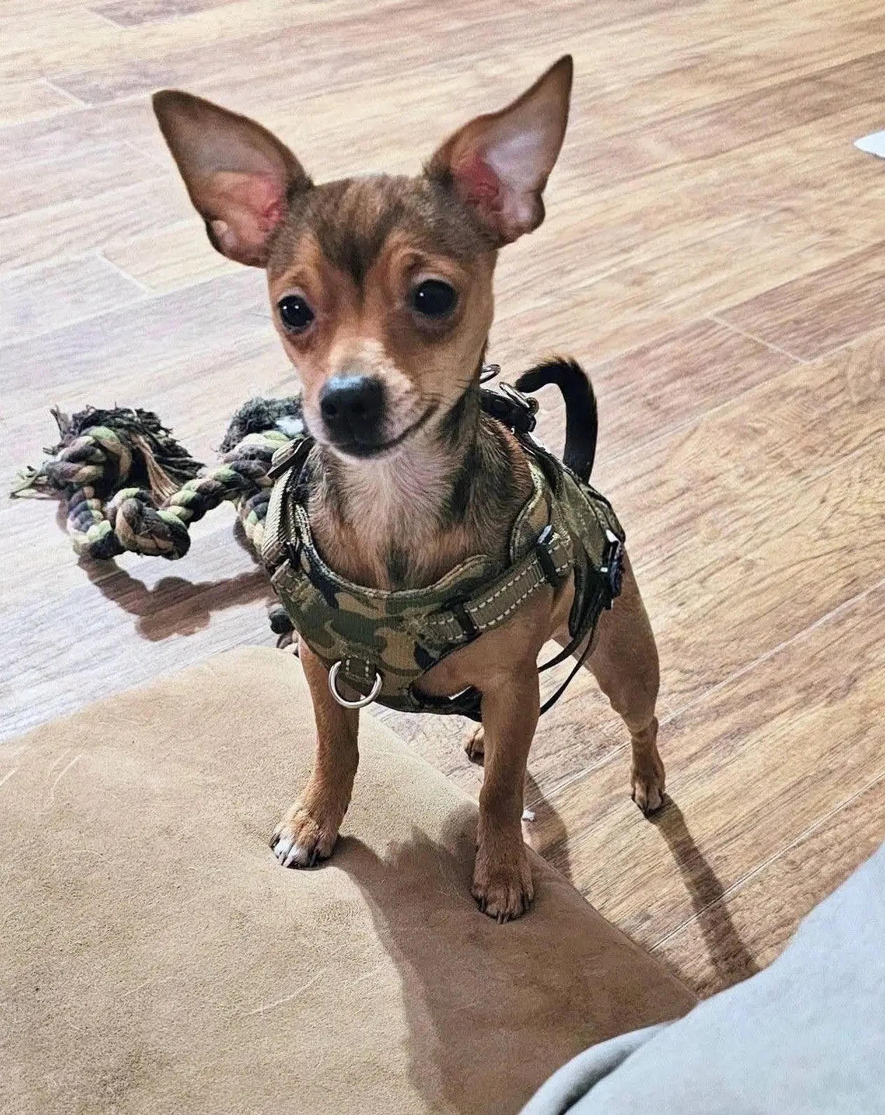 Hero Sussex - Chihuahua