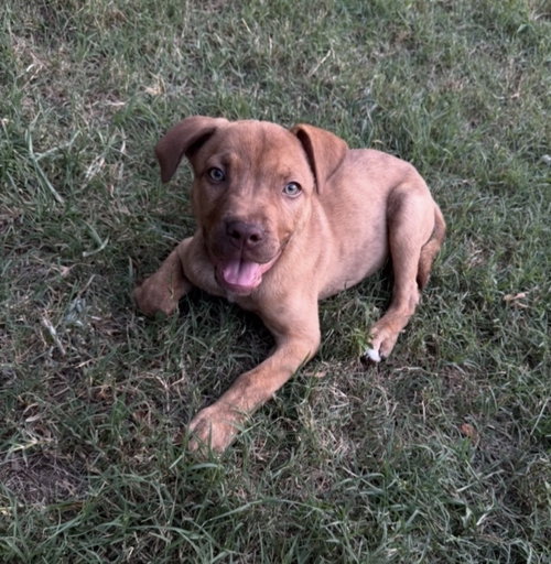 Petey Lonestar photo 4