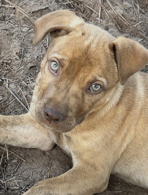 Petey Lonestar
