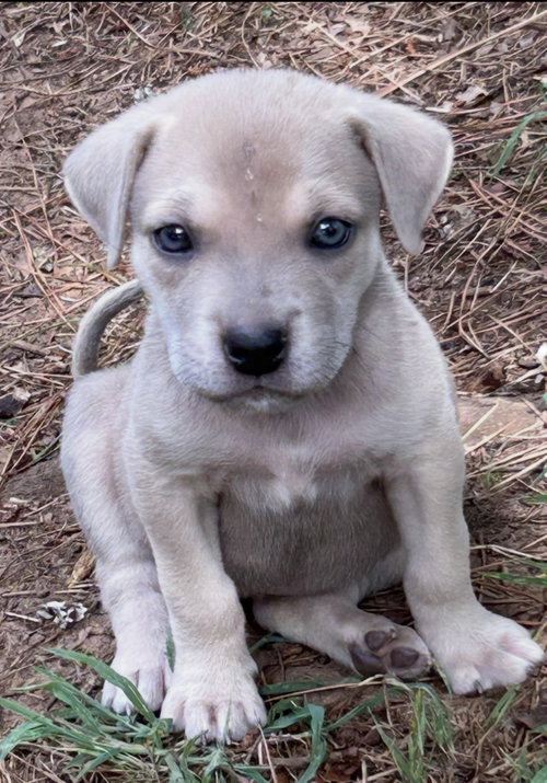 Clove Lonestar, an adoptable Labrador Retriever in Rockaway, NJ