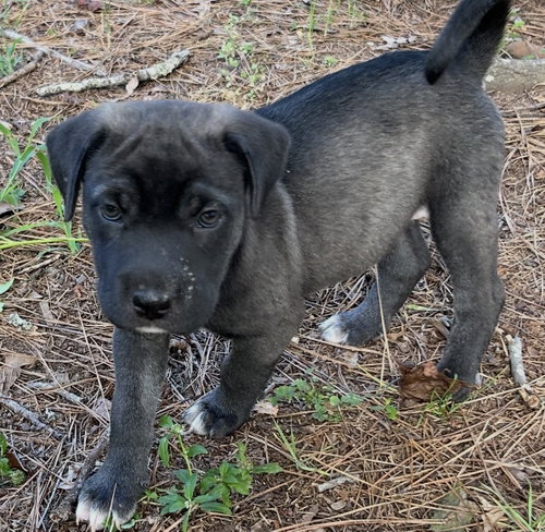 Cilantro Lonestar photo 4