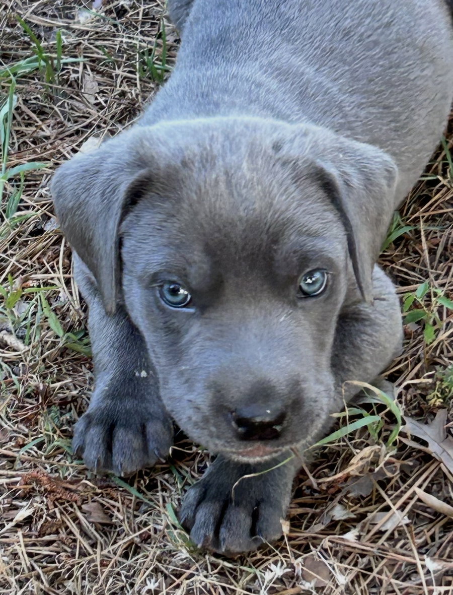 Basil Lonestar