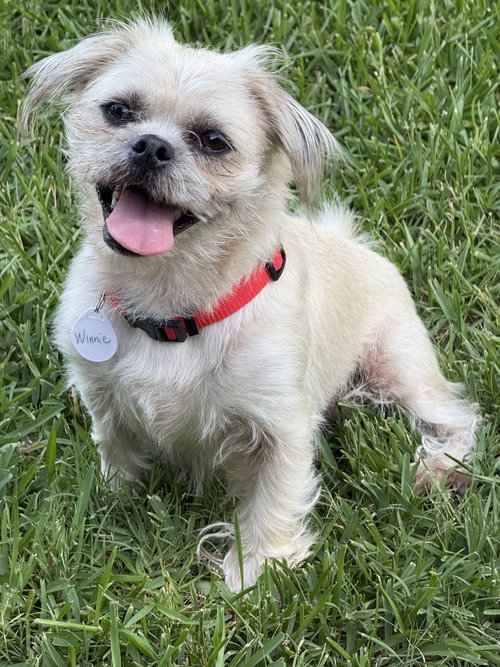 Winnie Lonestar, an adoptable Pug in Rockaway, NJ
