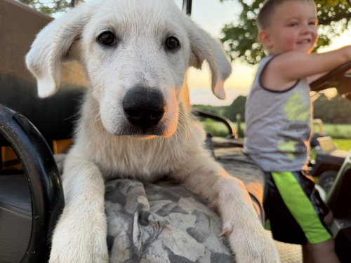 Boomer Lonestar photo 2