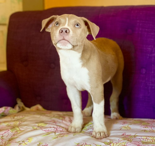 Bully Lonestar photo 2