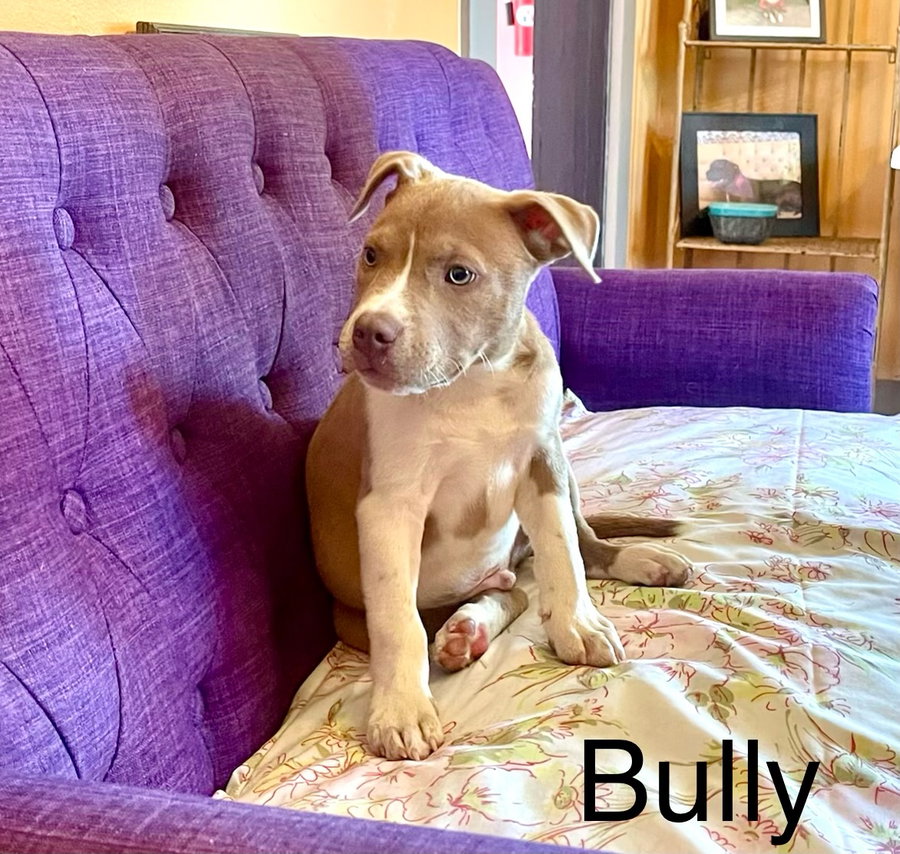 Bully Lonestar