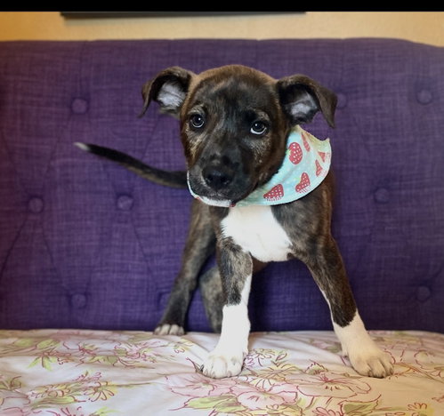 Breeze Lonestar, an adoptable Terrier in Rockaway, NJ