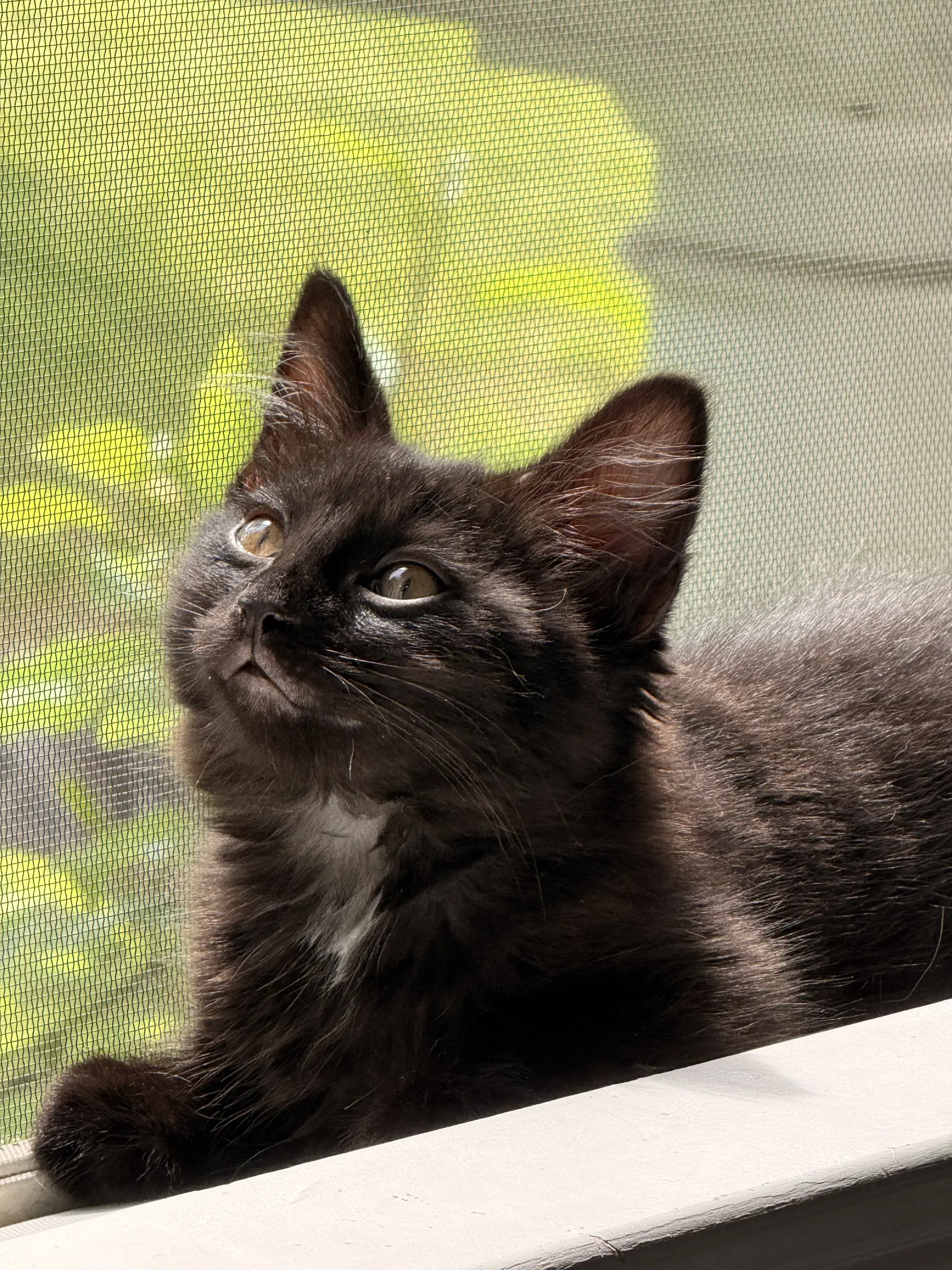 Skye's Jeremy Kitten - Domestic Short Hair