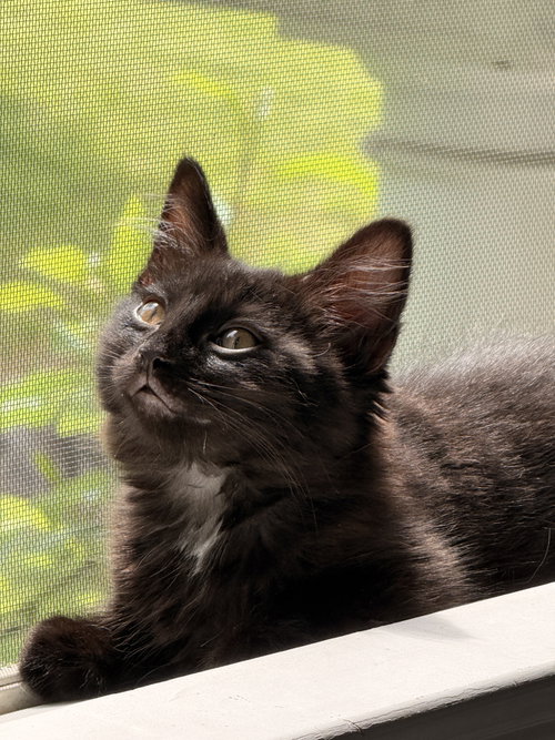 Skye'S Jeremy Kitten