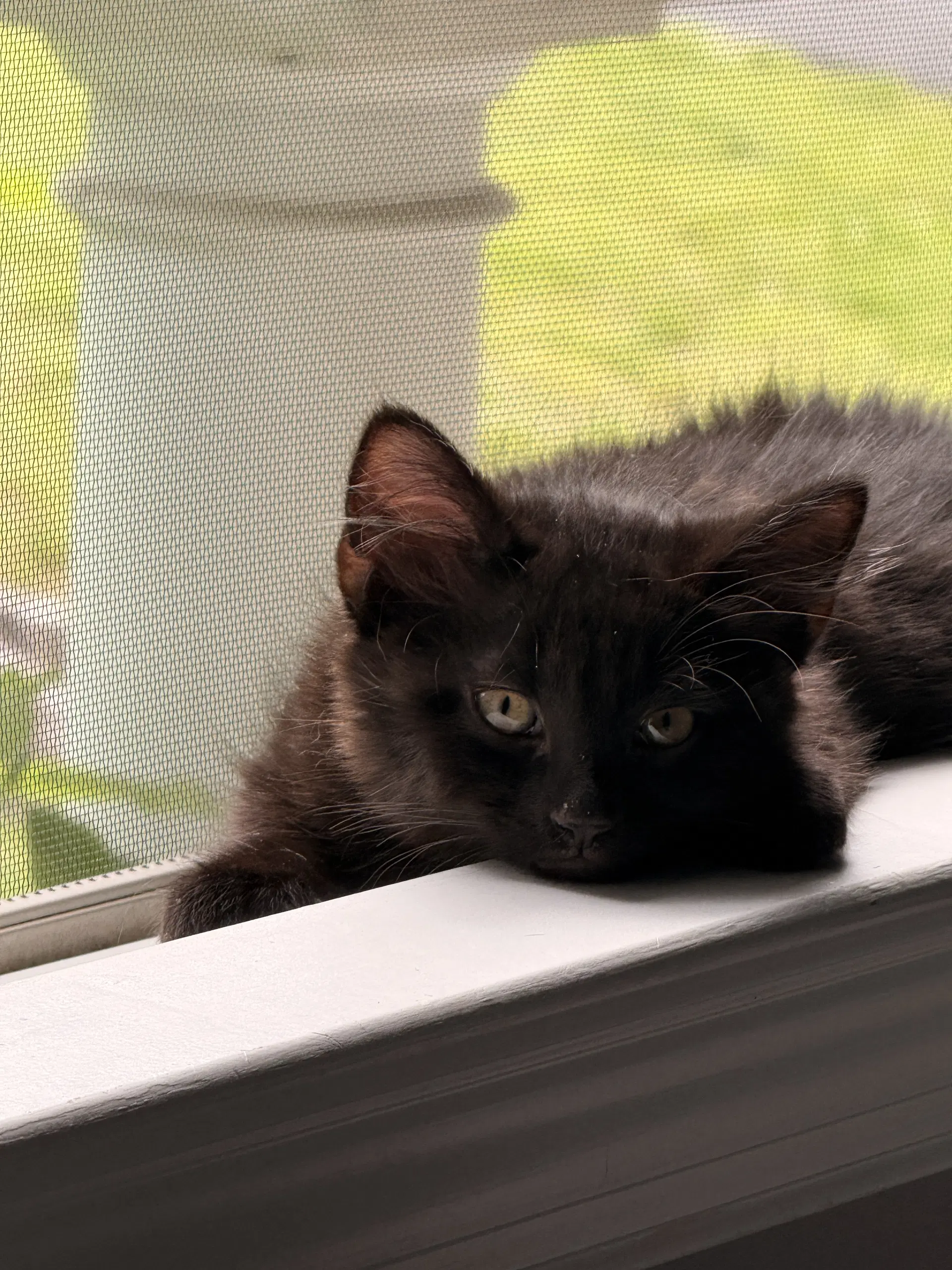 Skye's Reid Kitten - Domestic Short Hair