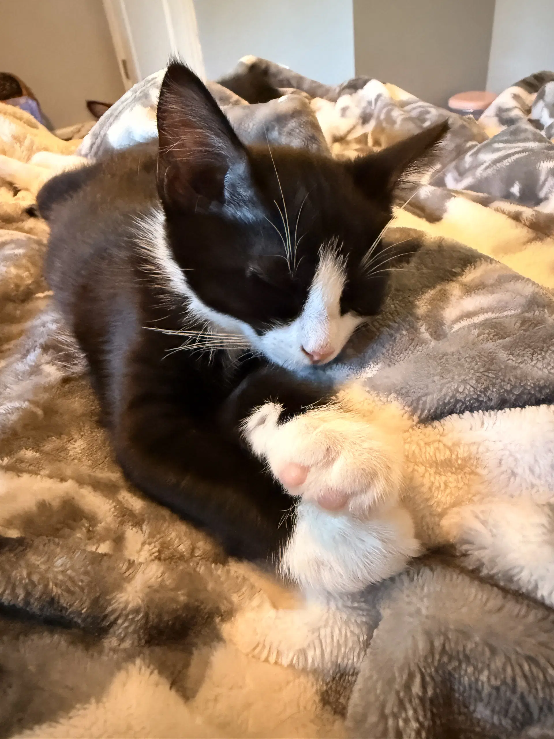 Skye's Cookie Kitten - Domestic Short Hair