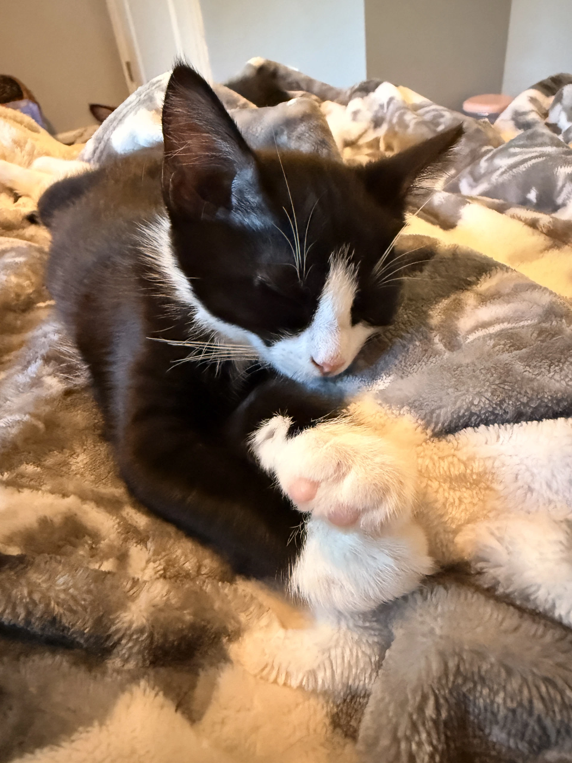 Skye's Cookie Kitten