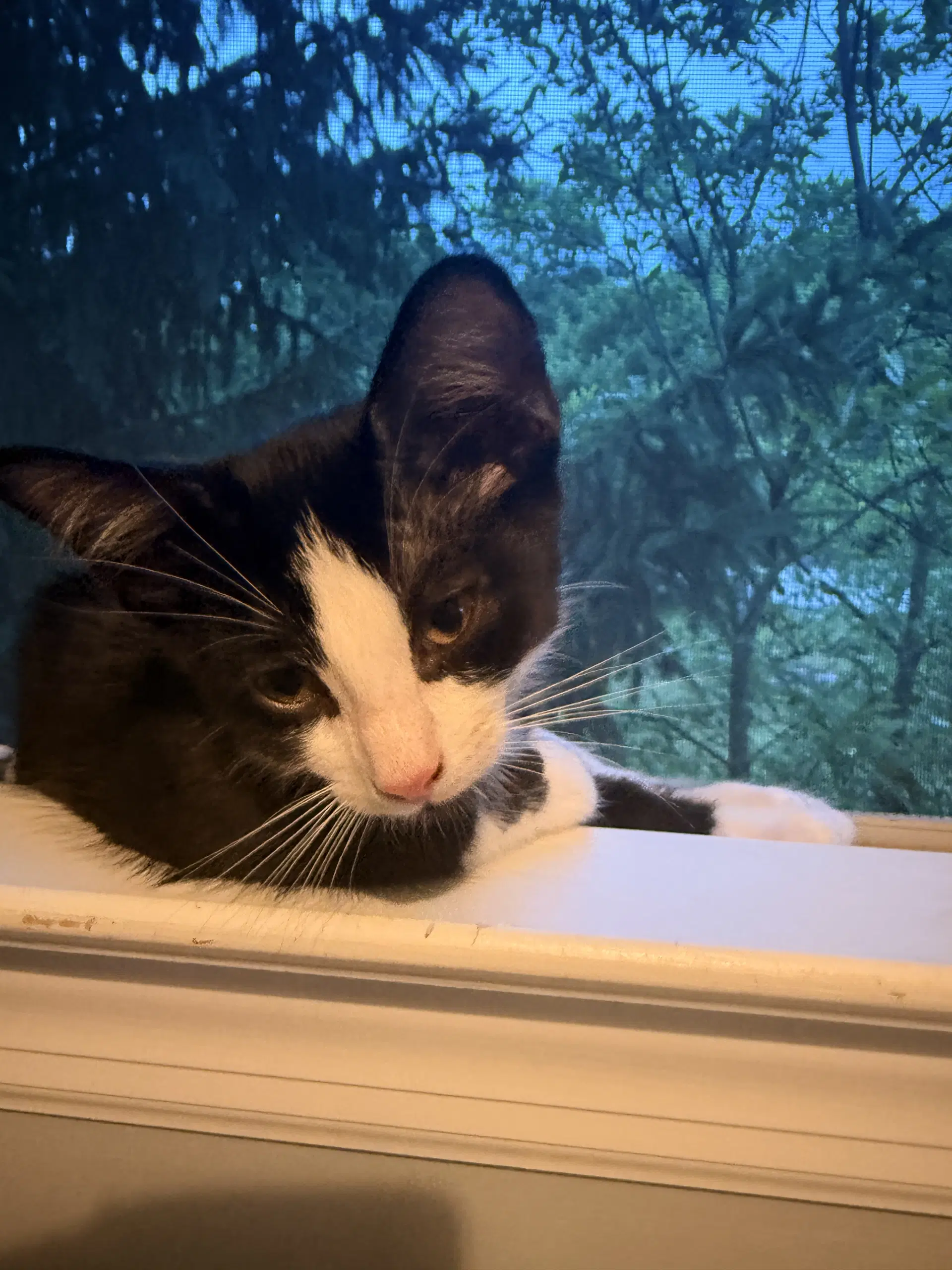 Skye's Cookie Kitten image 3
