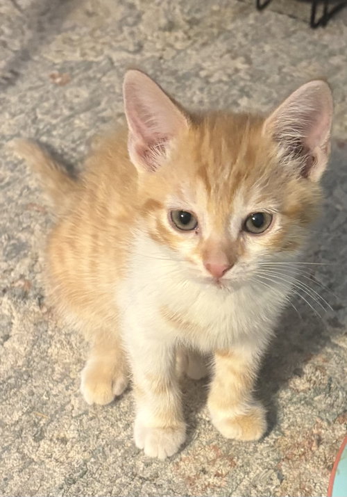 Fanny KITTEN, an adoptable Domestic Short Hair in Rockaway, NJ