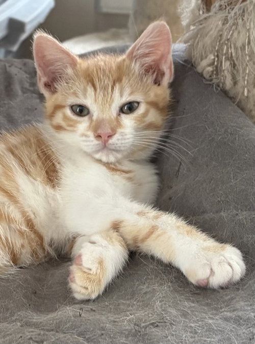 Fanny Kitten photo 2