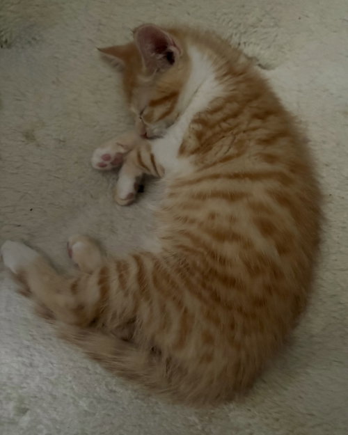 Fanny Kitten photo 3