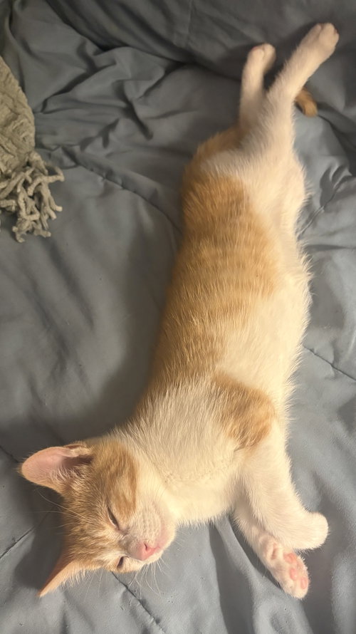 Fanny Kitten photo 4