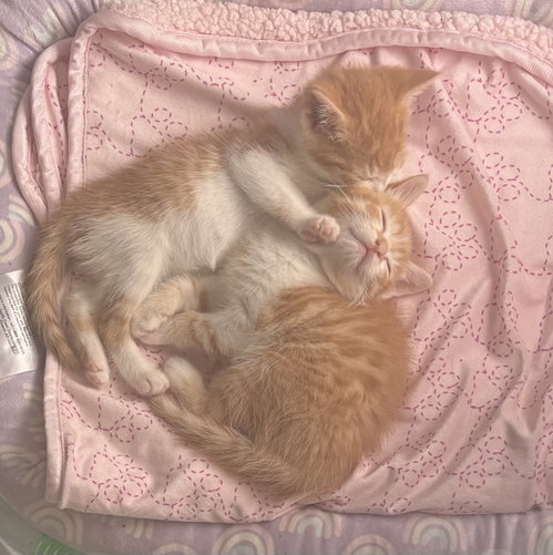 Fanny Kitten photo 5
