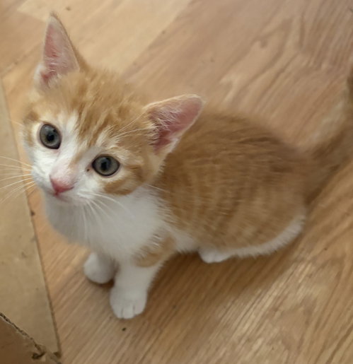 Creamsicle KITTEN