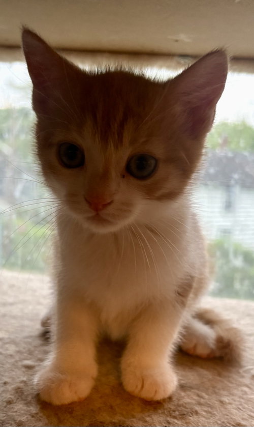 Creamsicle Kitten photo 2