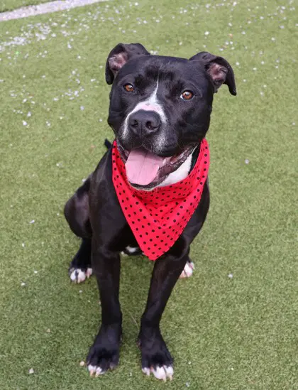 Ringo Athens - Pit Bull Terrier