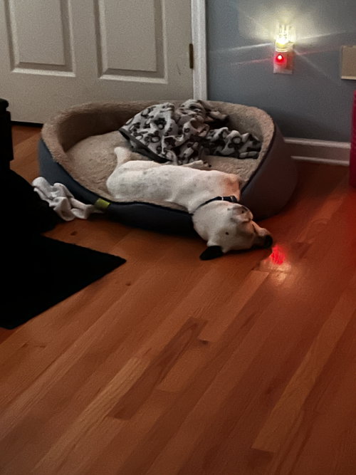 Monty NJ, photo 5