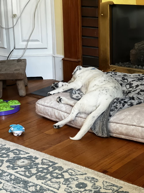 Monty NJ, photo 6