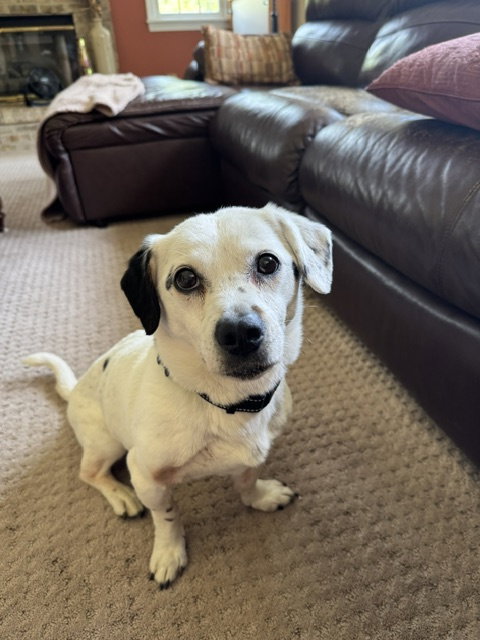 Monty NJ, photo 7