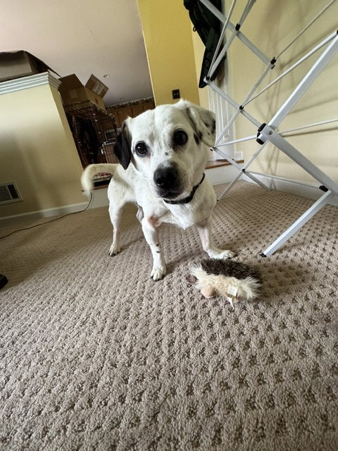 Monty NJ, photo 8