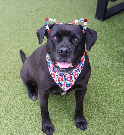 Tiara Athens, an adoptable Black Labrador Retriever in Rockaway, NJ