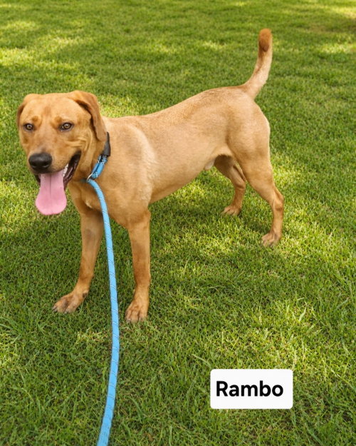 Rambo Dixon