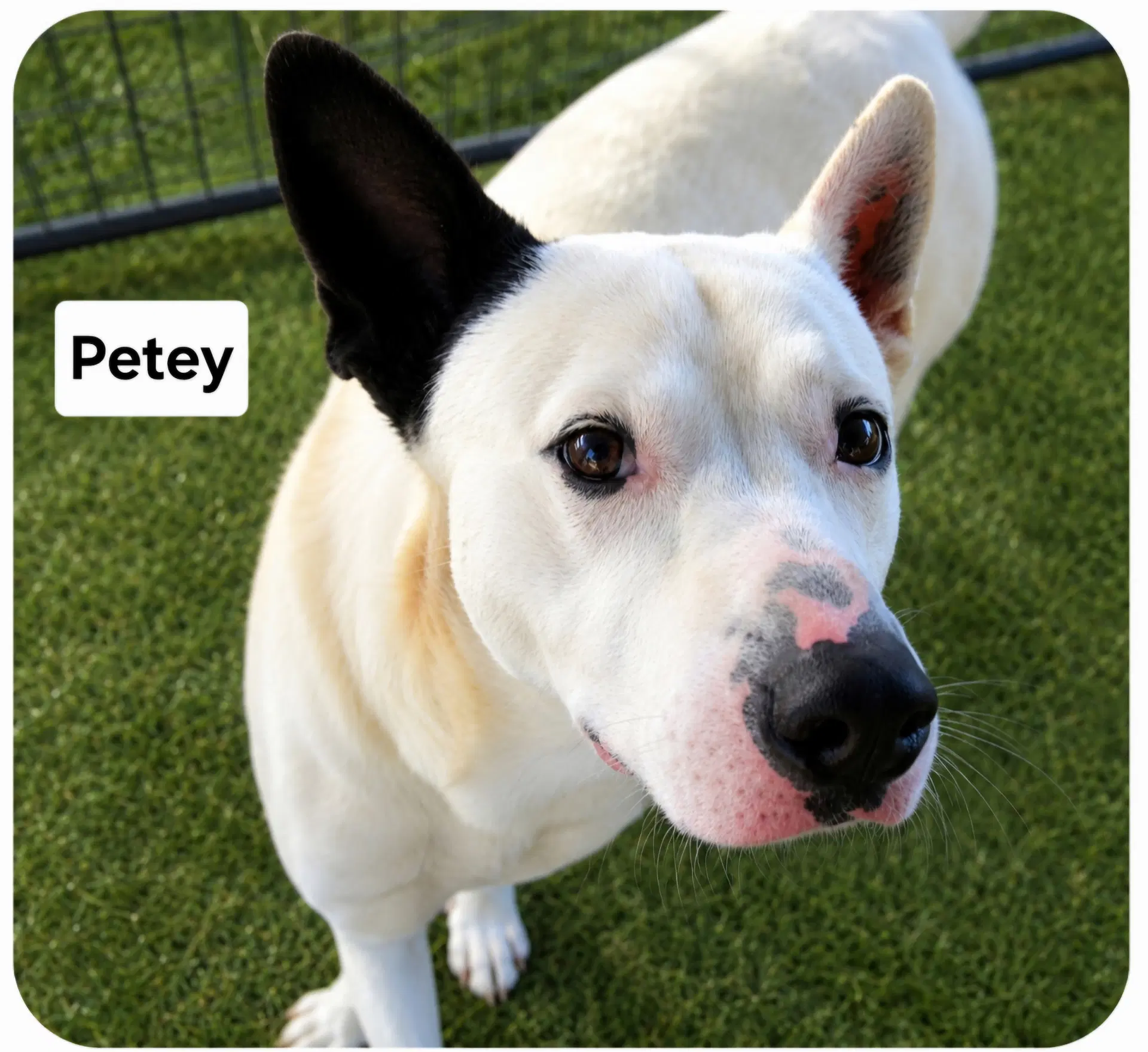 Petey Dixon - Shepherd
