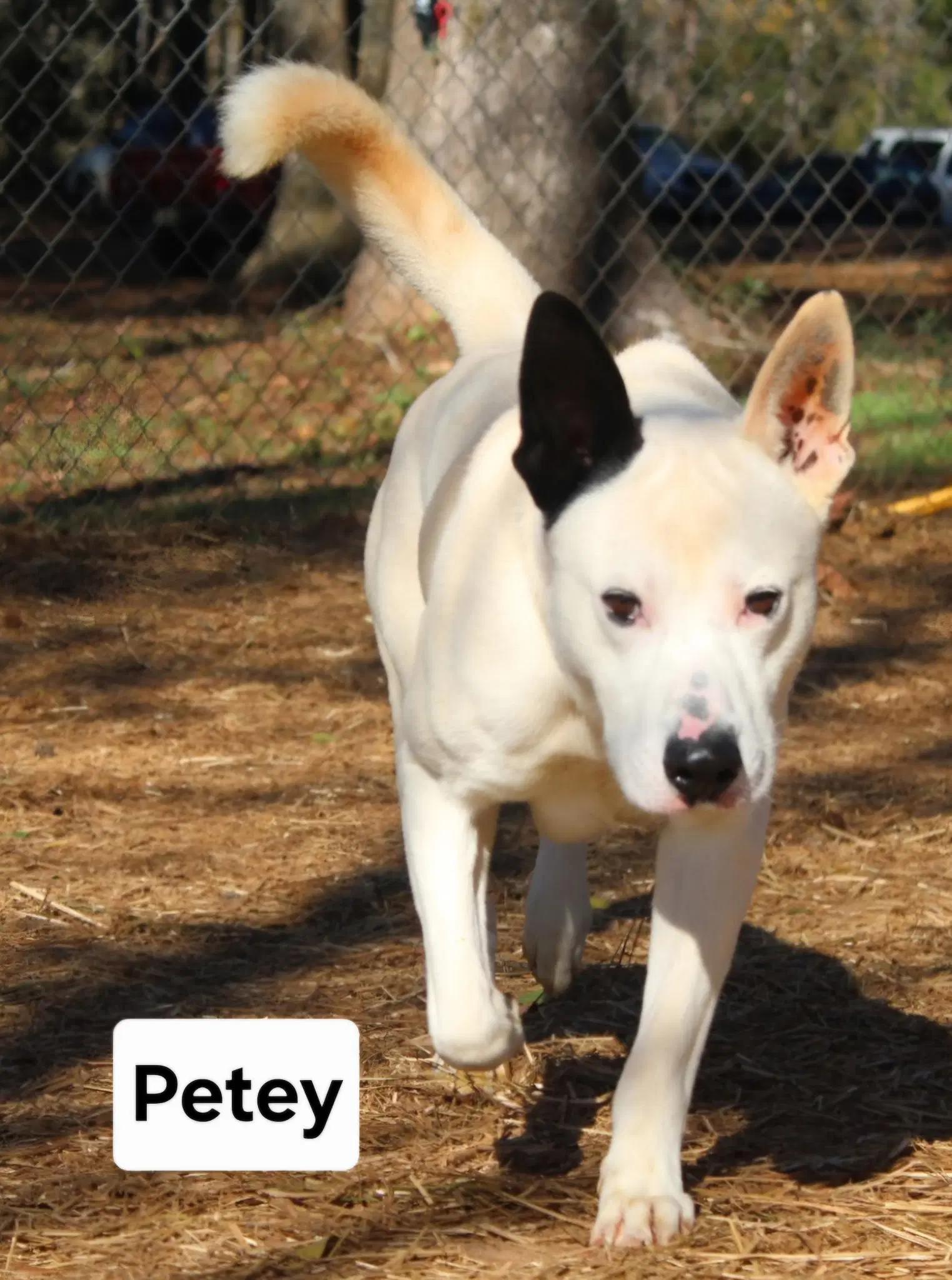 Petey Dixon image 3