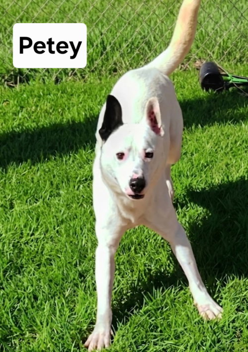 Petey Dixon photo 5