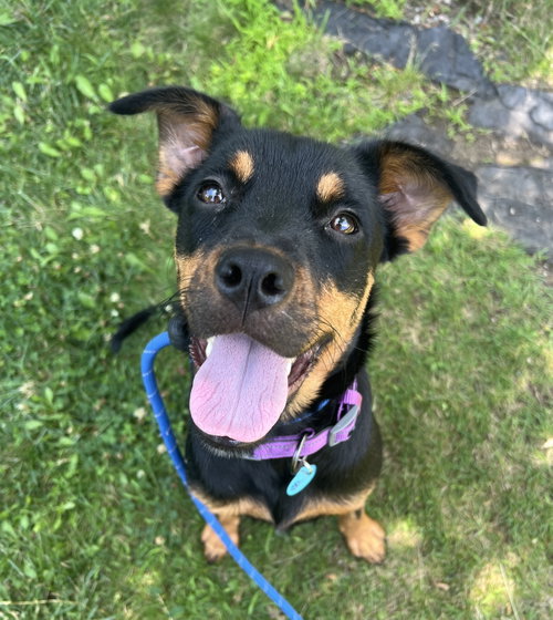 Prancer Dixon, an adoptable Jack Russell Terrier in Rockaway, NJ