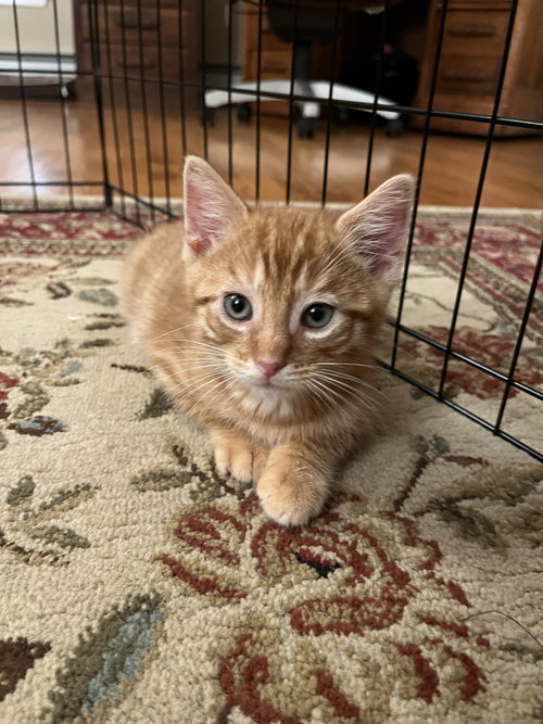 Meowth Kitten