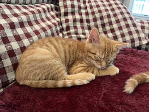 Meowth Kitten photo 2