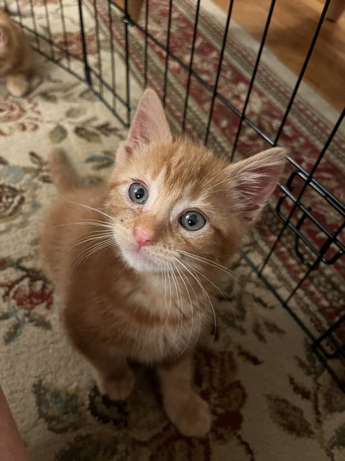 Pikachu Kitten