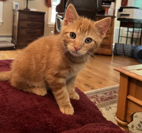Pikachu Kitten photo 2
